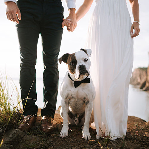 Creative Ways to Incorporate Your Pet into Your Wedding Day